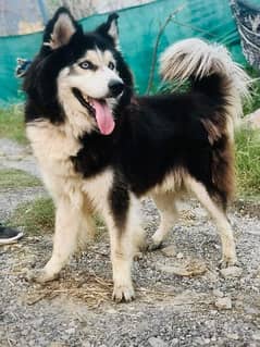 Husky sale malamute olx