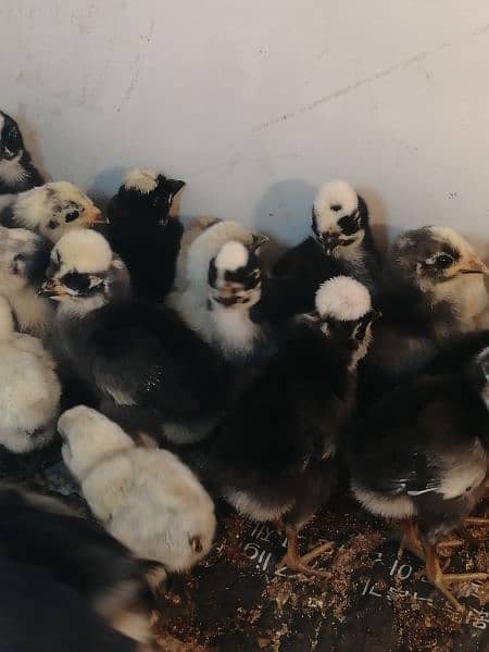 Buff/polish/silkie/bantam/aseel chicks available (03047369155) 1