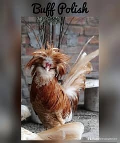 Different Fancy Breed Chicks & Eggs Available heavy, Silkie , polish