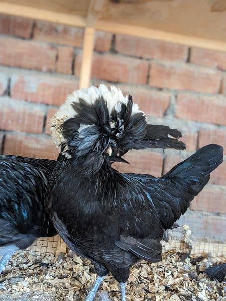Different Fancy Breed Chicks & Eggs Available heavy, Silkie , polish 1