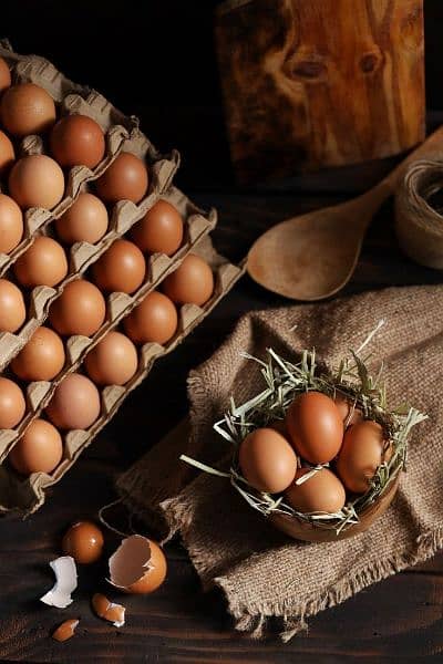 Muska, Bengum high quality high price 100% Fertile egg available 4