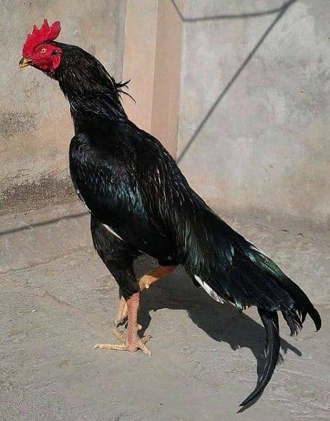 Muska, Bengum high quality high price 100% Fertile egg available 9