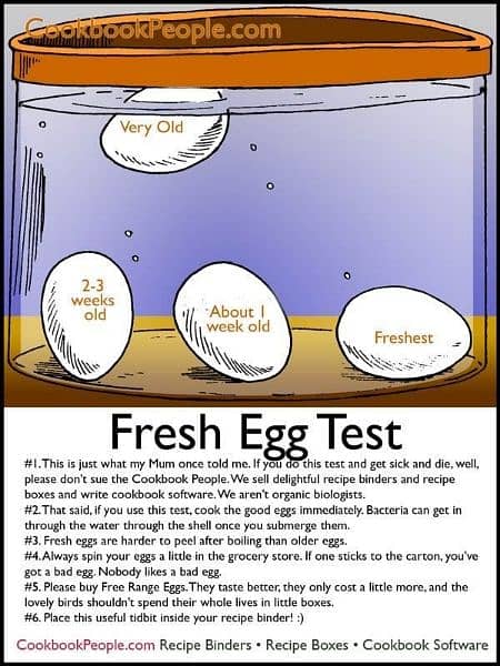 aseel fertile egg available Muska, Pure Bengum HIGH Quality HIGH Price 11