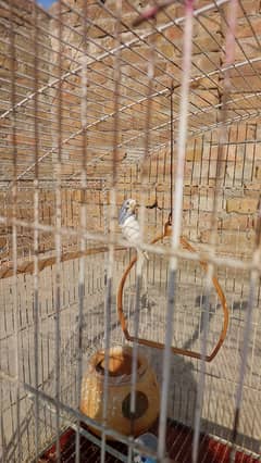 Birds with full size cage
