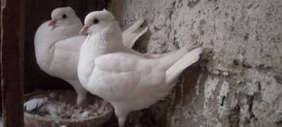 king pigeon / king kabotar