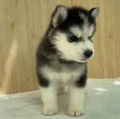 Olx husky puppies for hot sale sale