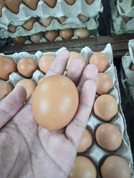 lohman brown chicks hens & fertile& unfertile eggs available 4