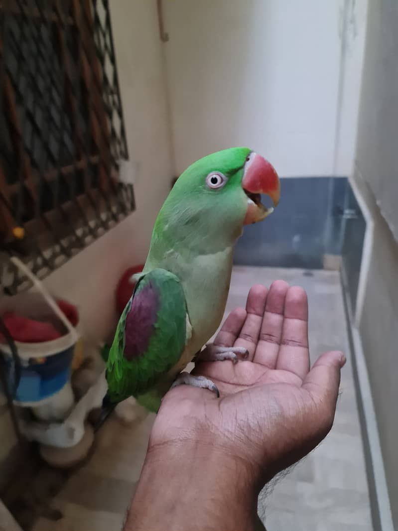 Parrot Alexandrine (Raw Pahari parrot) female hand tamed for sale 0