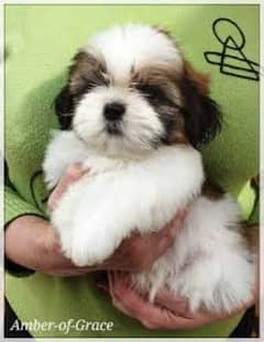 Shihtzu Puppies Available Play Full And Healthy Puppies Vaccine Done