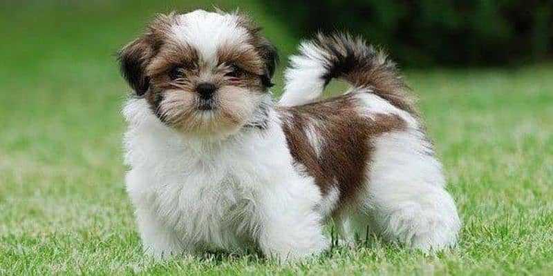 Shihtzu Puppies Available Play Full And Healthy Puppies Vaccine Done 1