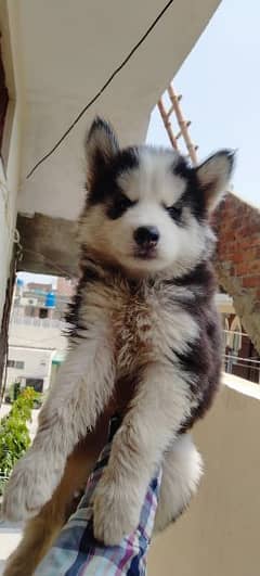 Husky hot sale puppy olx