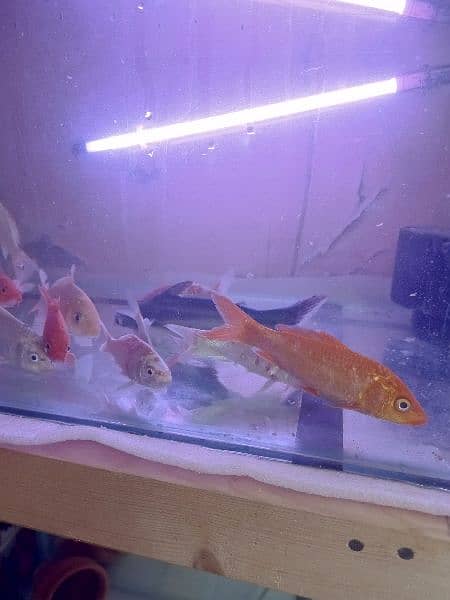 mix koi blue line shark Sword tail molly guppies gold fish 2