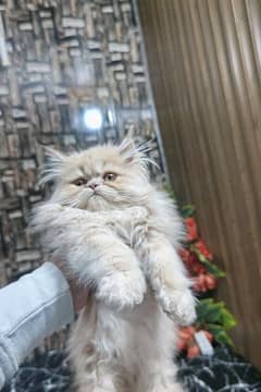 Extreme Persian kitten