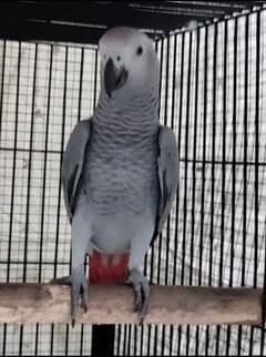 African gray