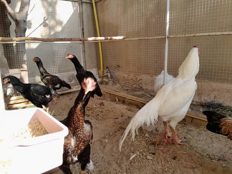 جاپانی شامو ایک مرغا، چار مرغیاں اور دو چائنیز سلکی مرغیاں برائے فروخت 4