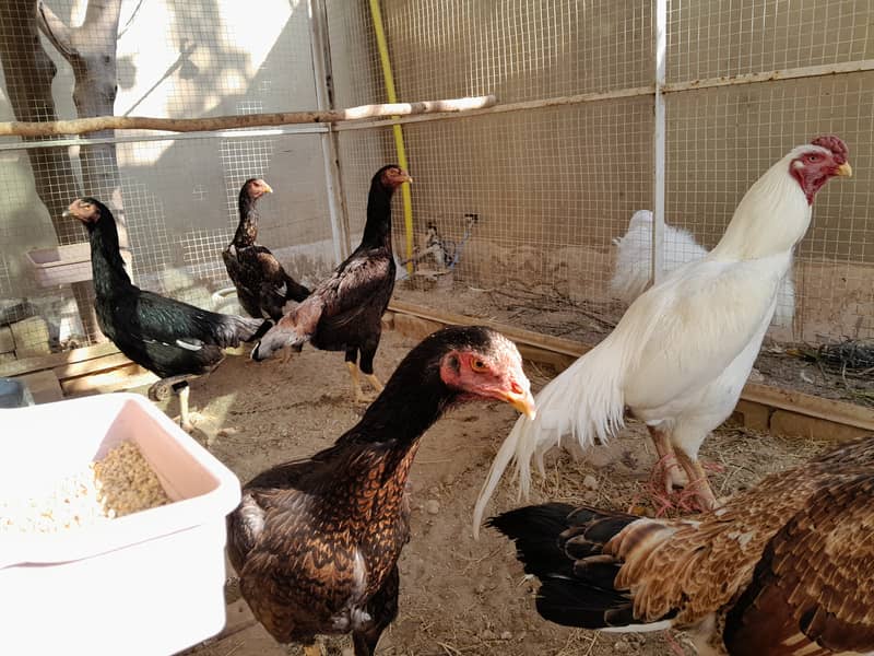 جاپانی شامو ایک مرغا، چار مرغیاں اور دو چائنیز سلکی مرغیاں برائے فروخت 5