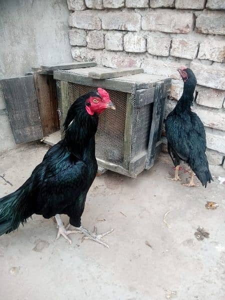 Aseel Mianwali Chicks 3