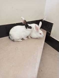 Rabbit Pair For Sale