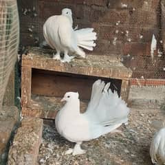 white fantail