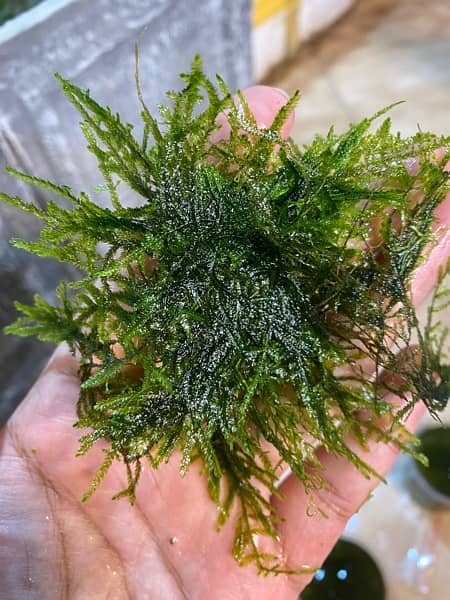 Live Aquarium Plants 16