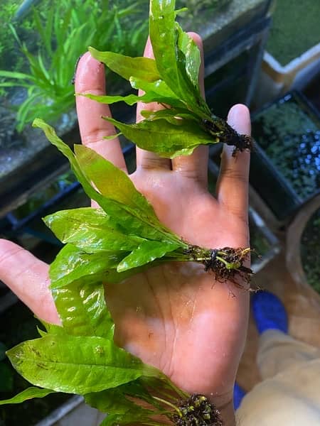 Live Aquarium Plants 18