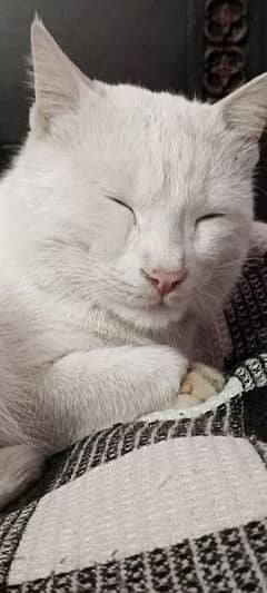 snow white male cat