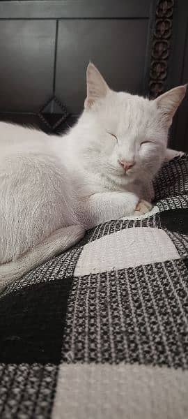 snow white male cat 1