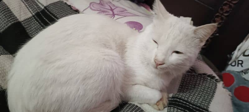 snow white male cat 2