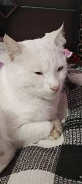 snow white male cat 3