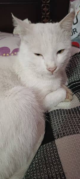 snow white male cat 4