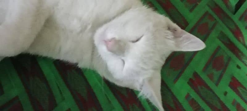 snow white male cat 5