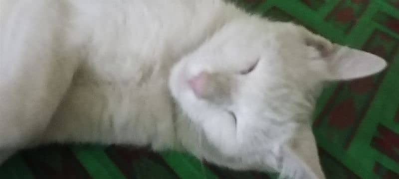 snow white male cat 6
