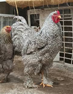 COCO BRAHMA white silkie blue polish Bentem & Fancy Hens eggs chicks