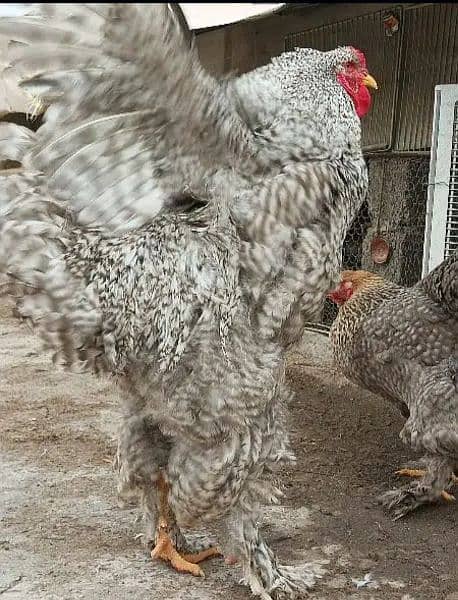 COCO BRAHMA white silkie blue polish Bentem & Fancy Hens eggs chicks 7