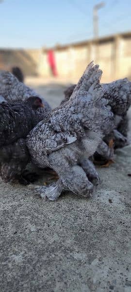 COCO BRAHMA white silkie blue polish Bentem & Fancy Hens eggs chicks 8