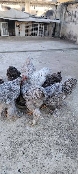 COCO BRAHMA white silkie blue polish Bentem & Fancy Hens eggs chicks 9