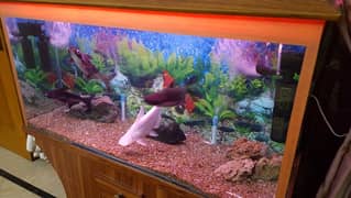 fish aquarium for sale including fish in excellent condition