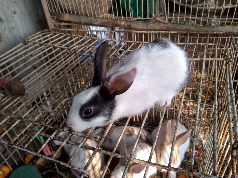 Rabbit 3