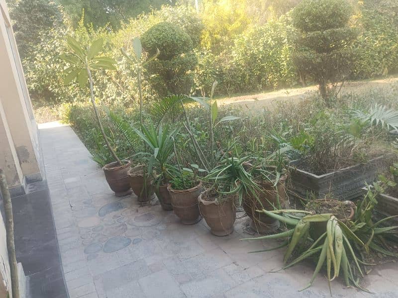 small concreat kiyari with plants 11