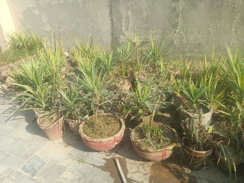small concreat kiyari with plants 12