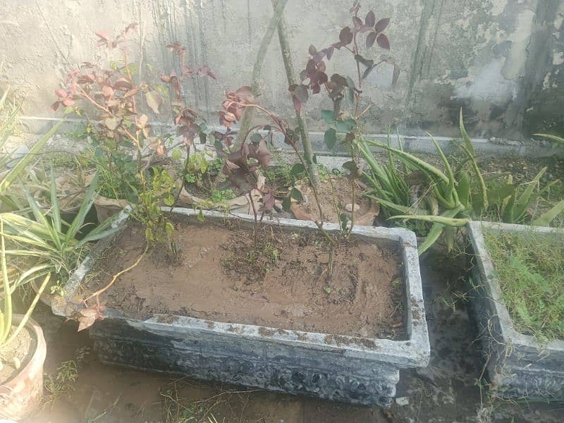 small concreat kiyari with plants 13