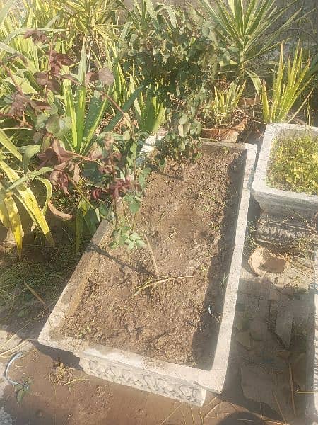 small concreat kiyari with plants 16