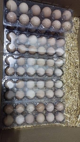 RIR Fertile Eggs & Chicks available 7