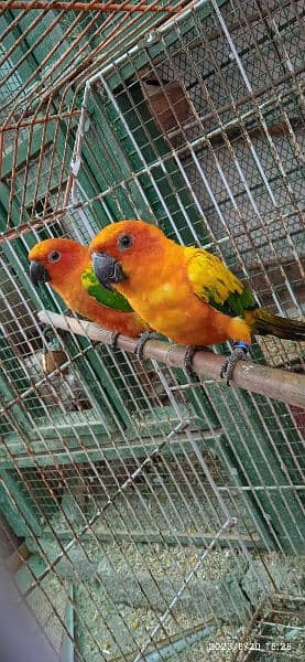 Sun Conure Adult Pair with DNA 0