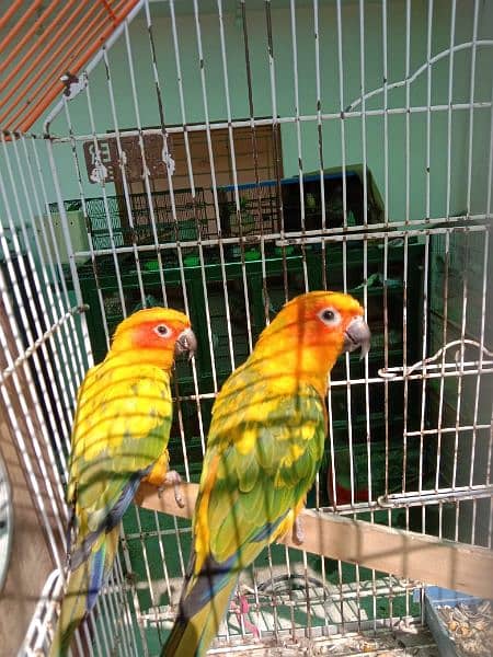 Sun Conure Adult Pair with DNA 1