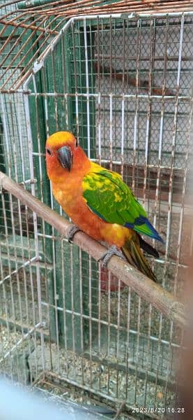 Sun Conure Adult Pair with DNA 2