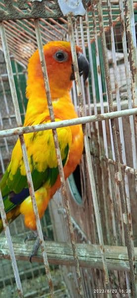 Sun Conure Adult Pair with DNA 3