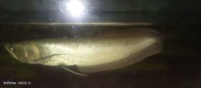 •Arrowana Fish Age 1.5 Years • Size 14inch+