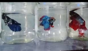 Betta fish & all fishes female bhi available