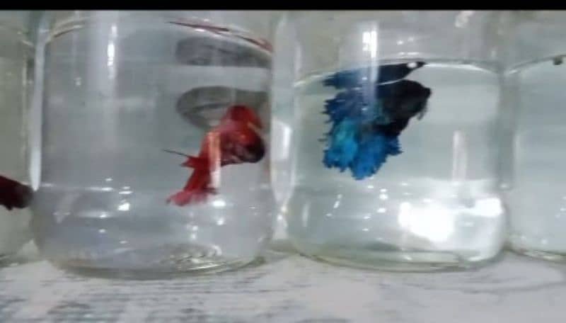 Betta fish & all fishes 1